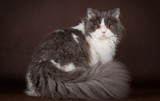 Selkirk Rex